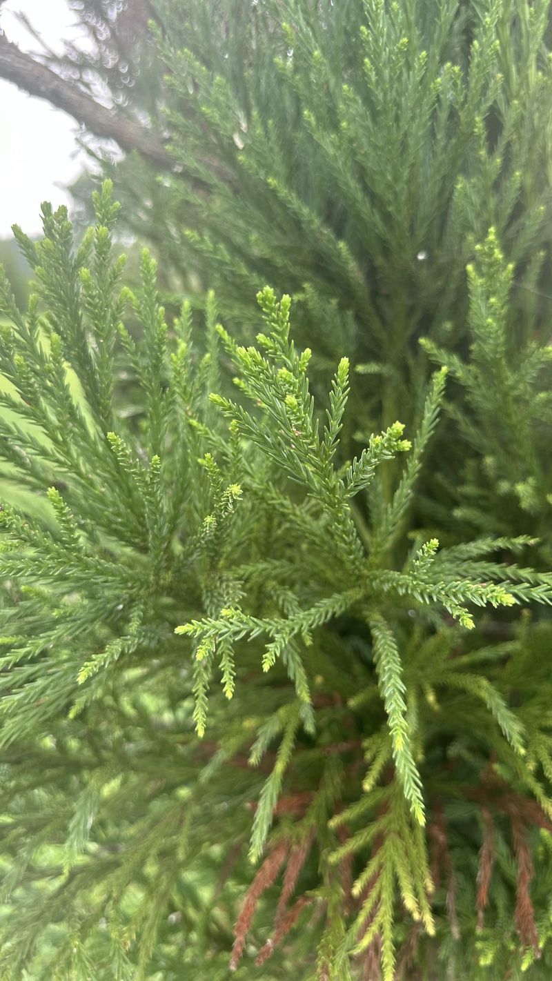 Dwarf Japanese Cedar