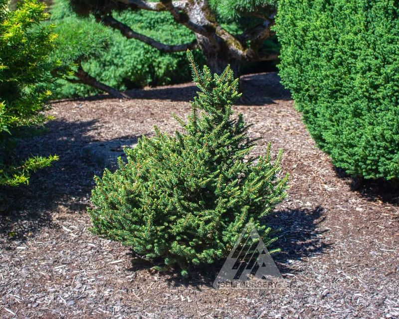 Dwarf Sawara Cypress