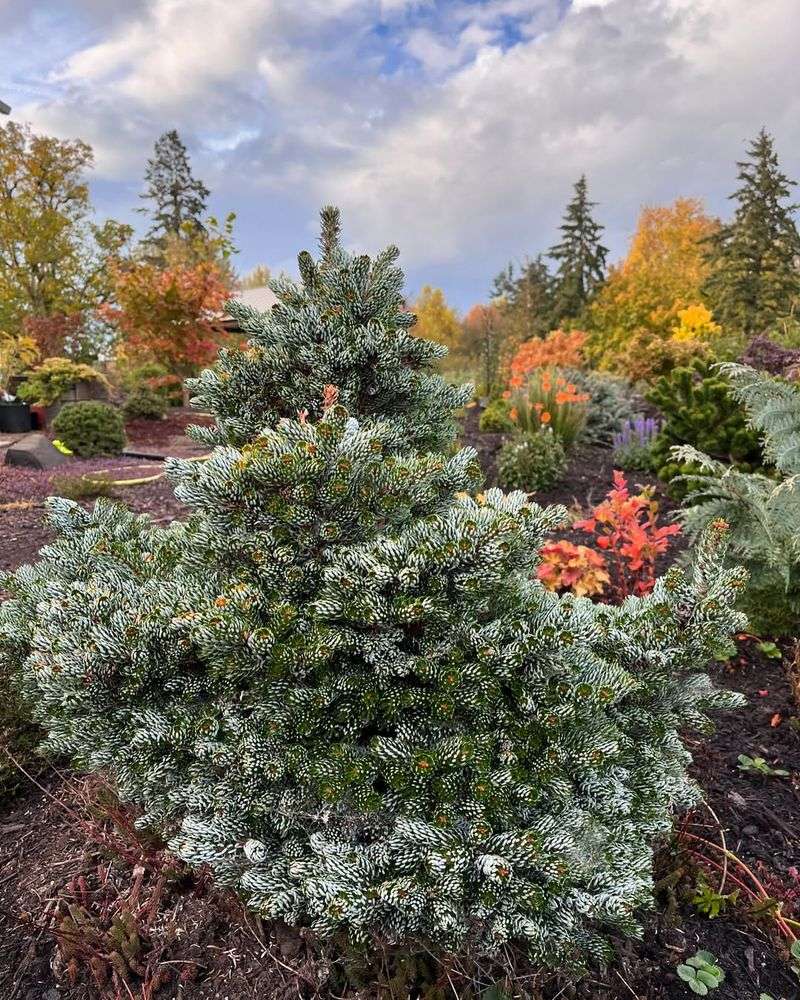 Dwarf Korean Fir