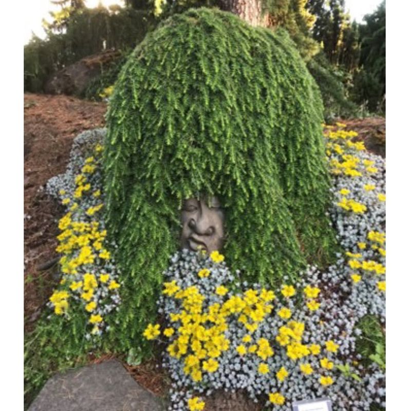 Dwarf Weeping Hemlock