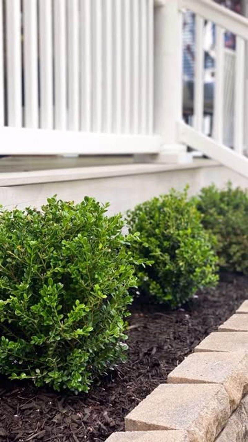 Dwarf Boxwood