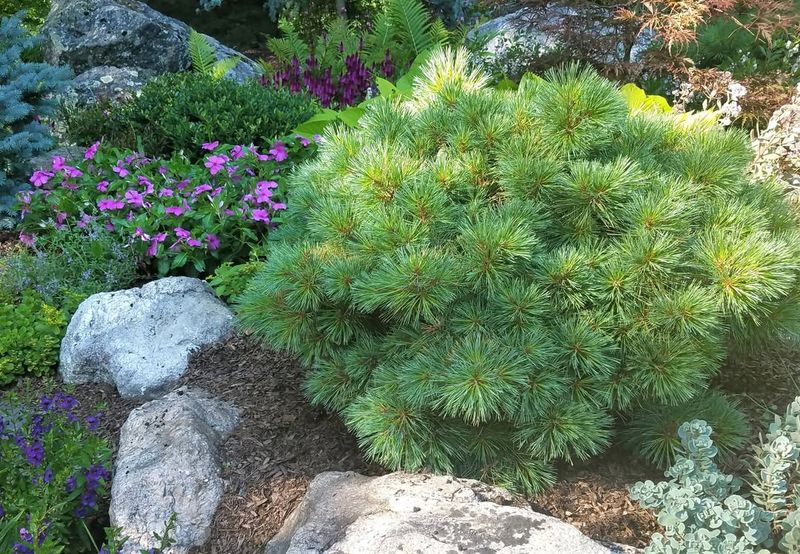 Dwarf Eastern White Pine