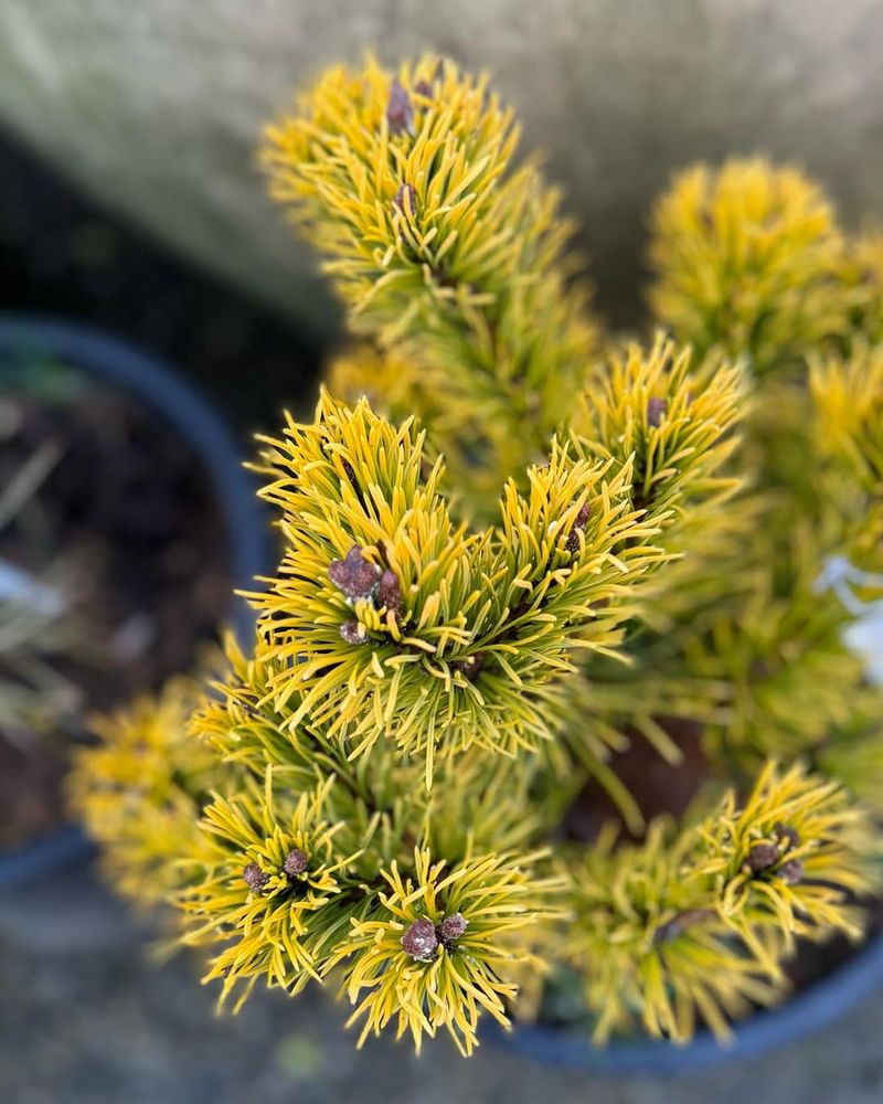 Dwarf Mountain Pine