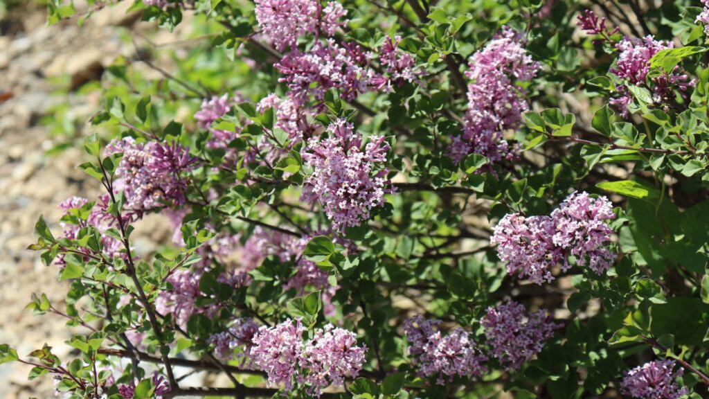 Dwarf Korean Lilac Tree