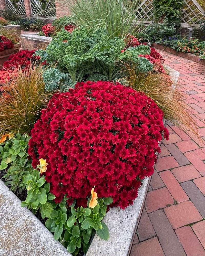 Chrysanthemum (Chrysanthemum Morifolium)