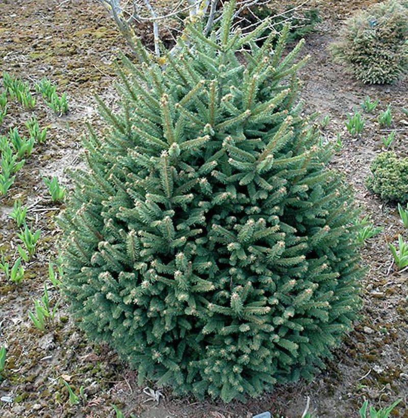 Dwarf Concolor Fir