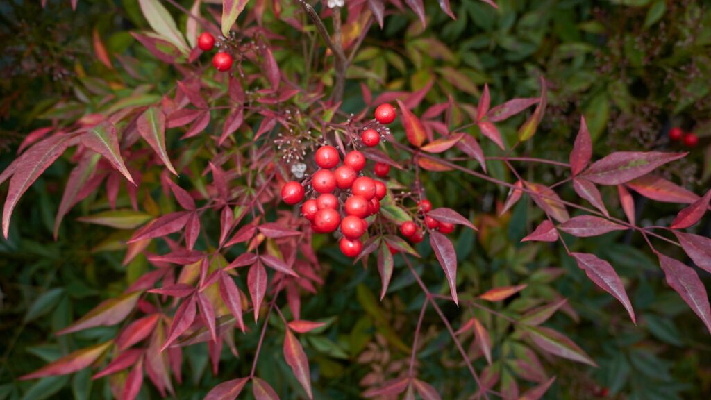 dwarf nandina