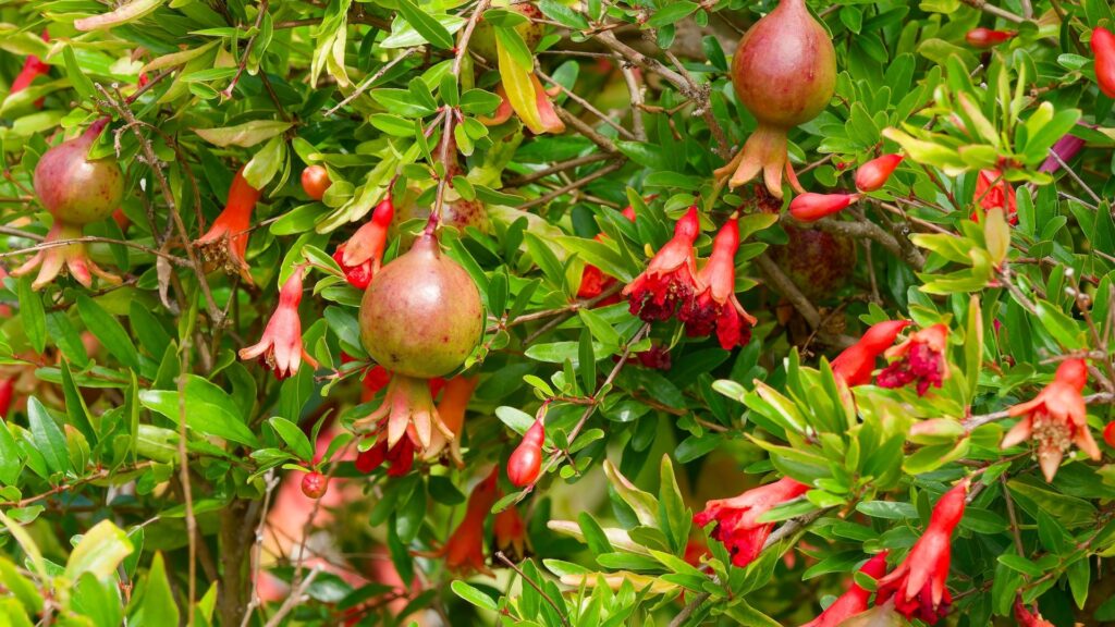 dwarf pomegranate tree