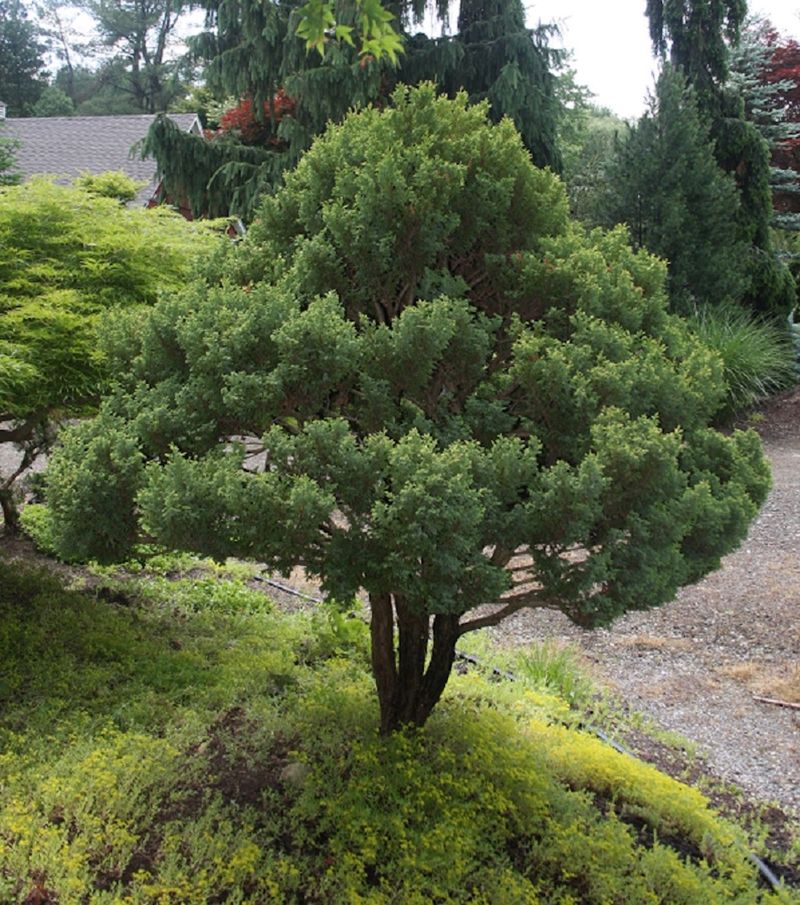 Dwarf Green Thread Cypress