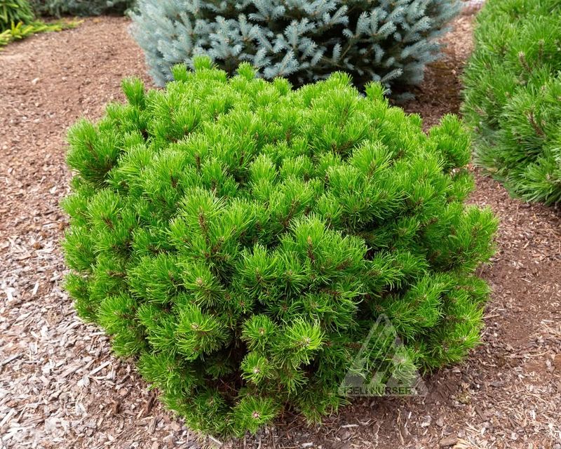 Dwarf Norway Spruce