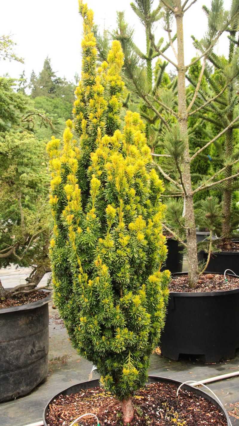 Dwarf English Yew