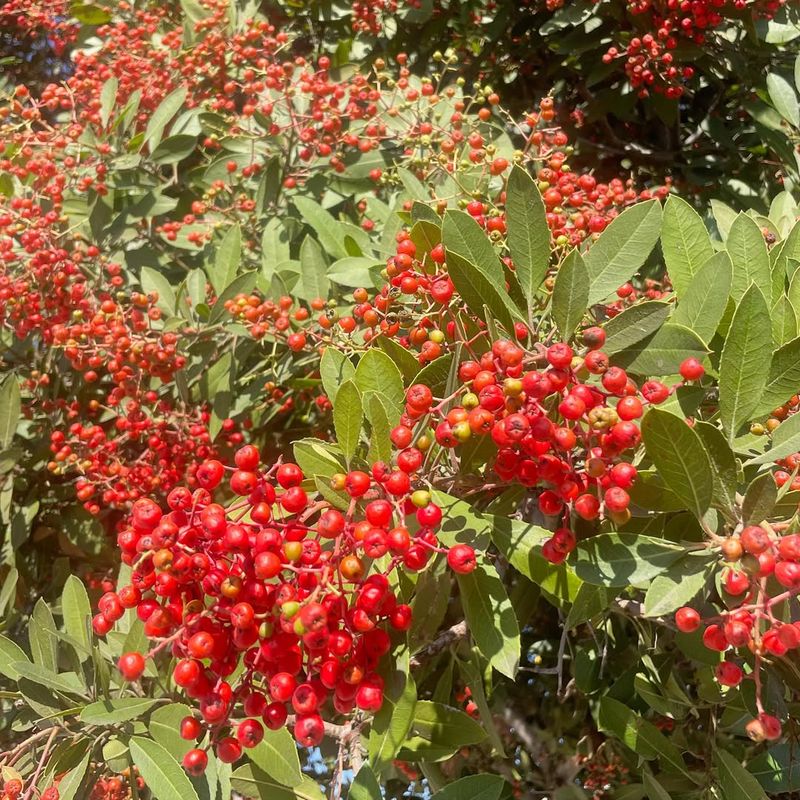 Toyon