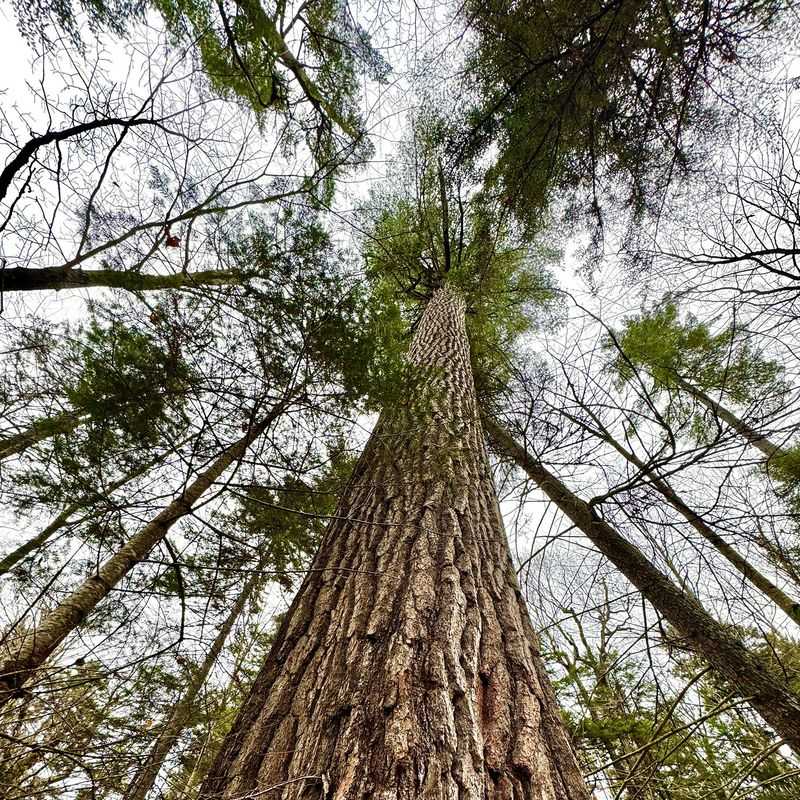 Ancient Pine Trees