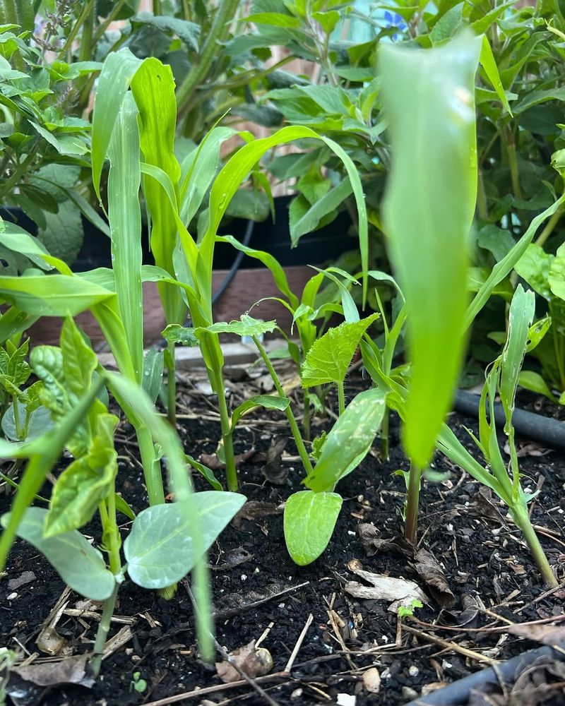 Golden Bantam Corn