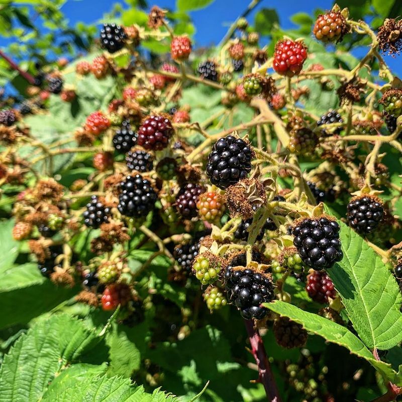 Summer Tip Pruning