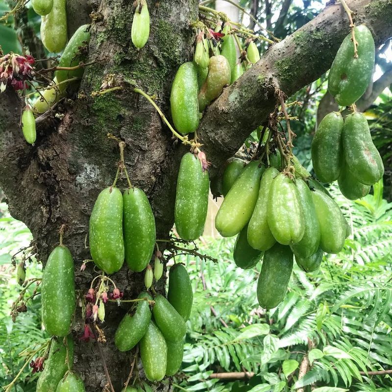 Cucumber Tree