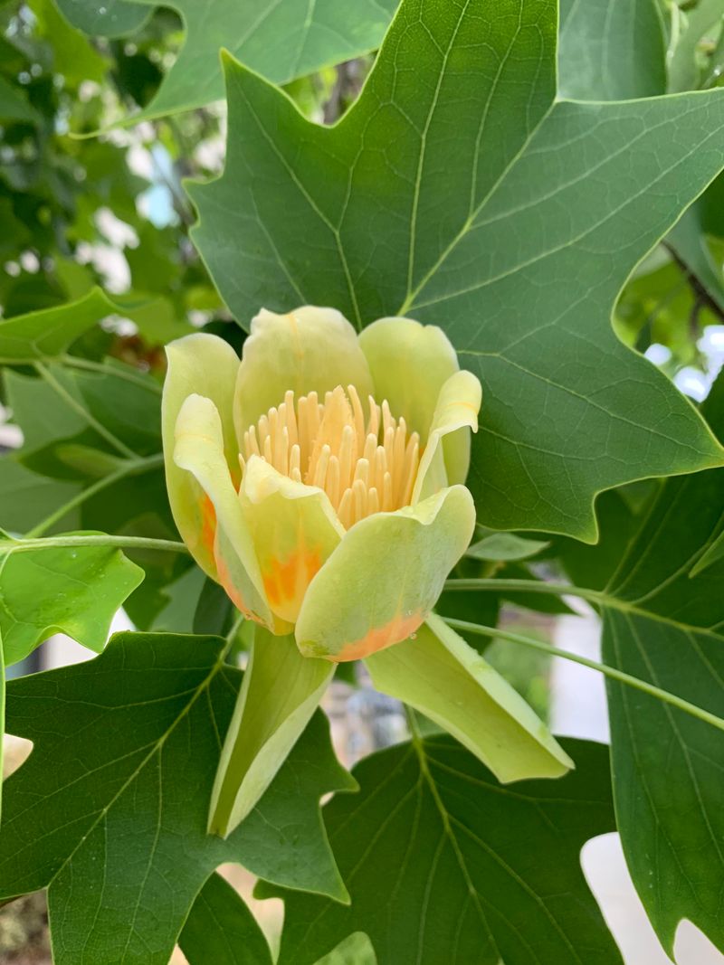 Tulip Tree