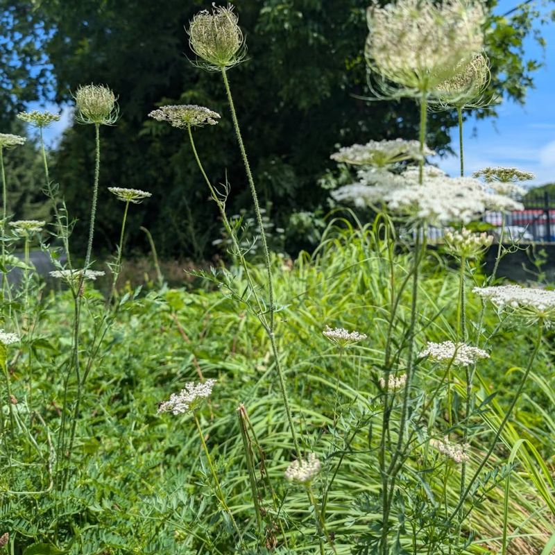 Giant Hogweed