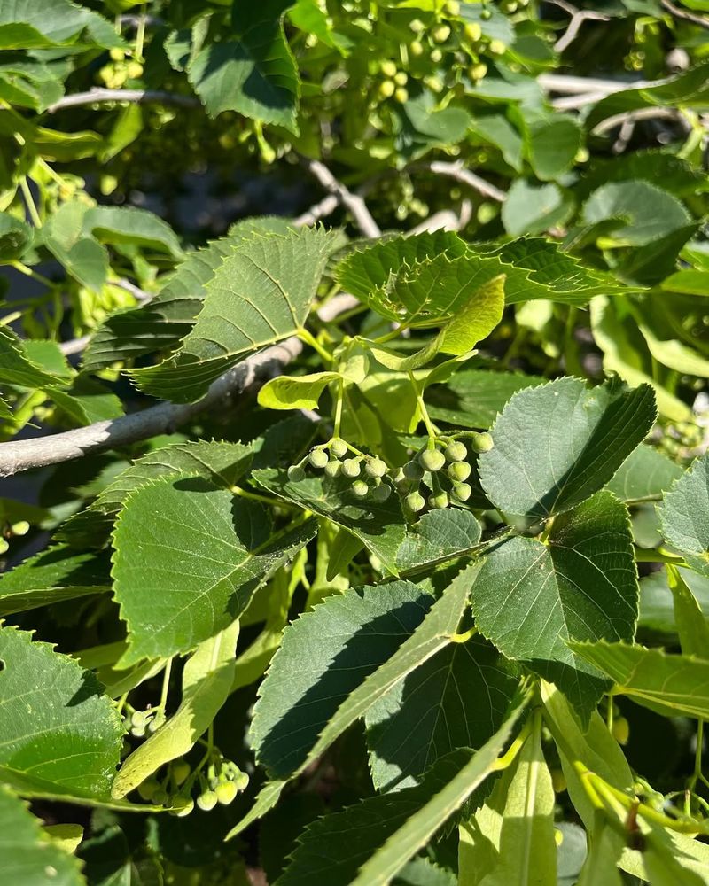 American Basswood