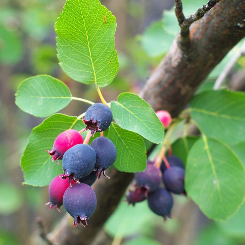 Serviceberry Offers Year-Round Interest and Feeds Local Wildlife