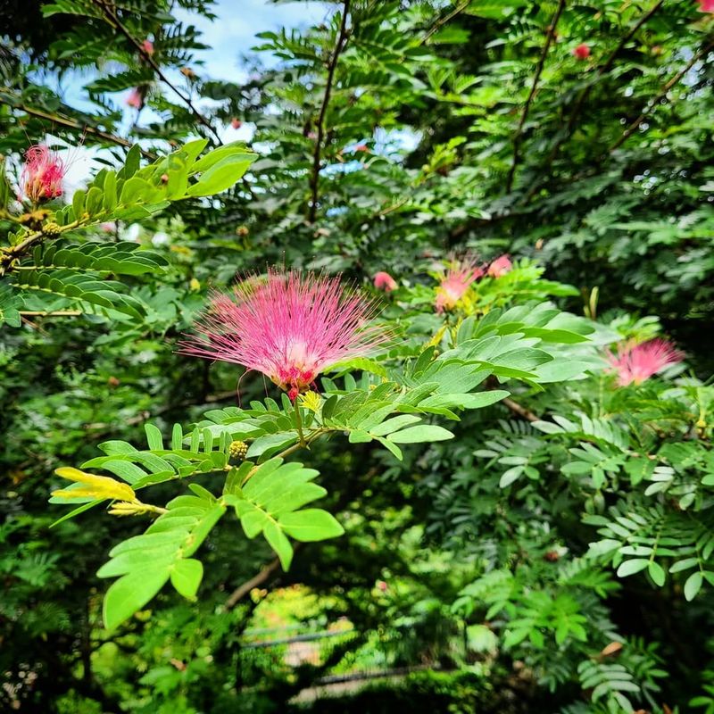 Mimosa Tree