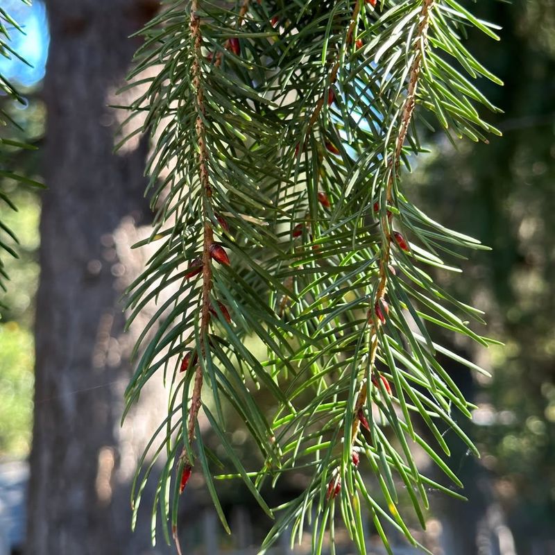 Douglas Fir