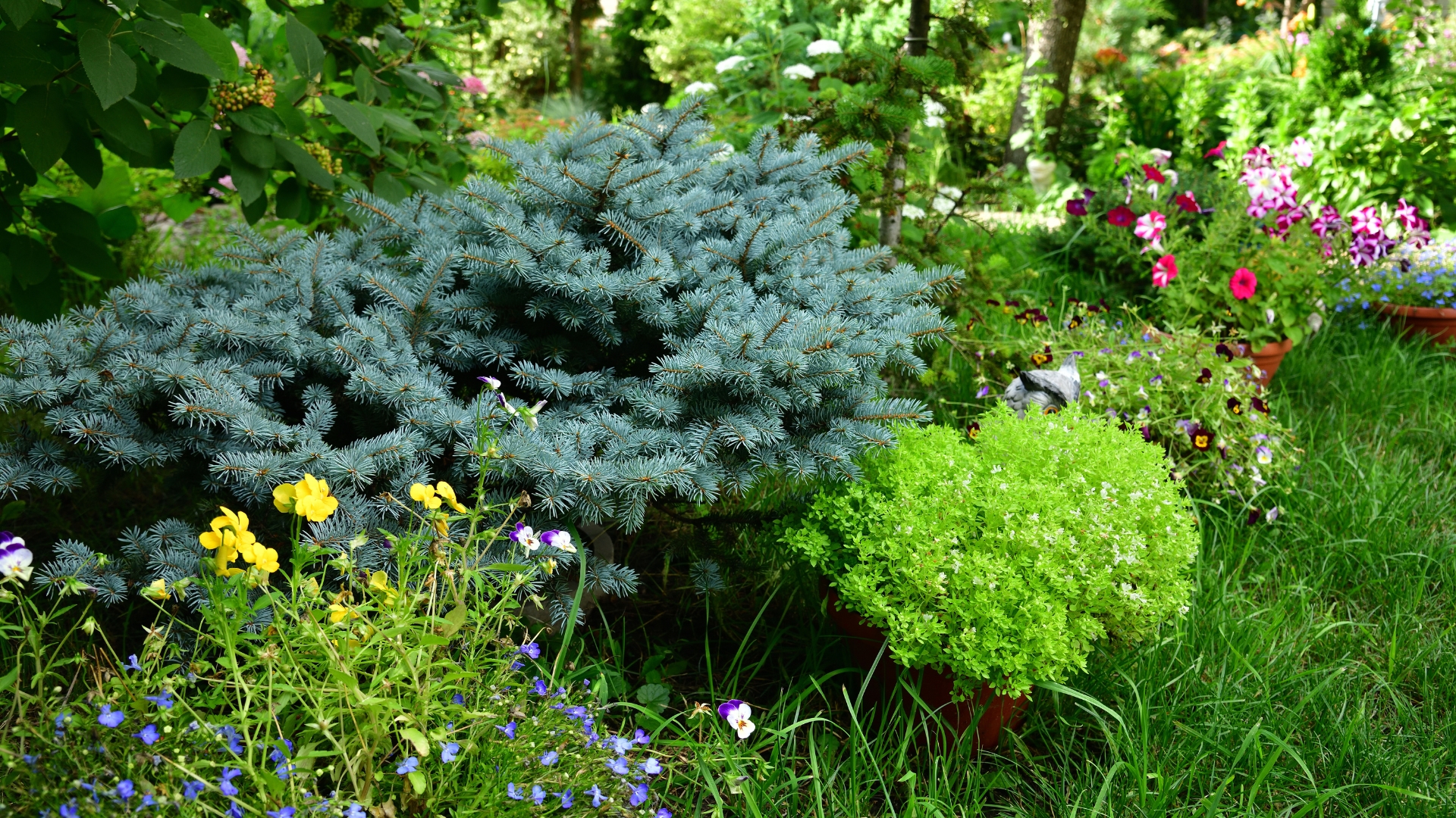 Easy-Care Dwarf Evergreens For Small Spaces – 25 Best Options For All-Season Appeal