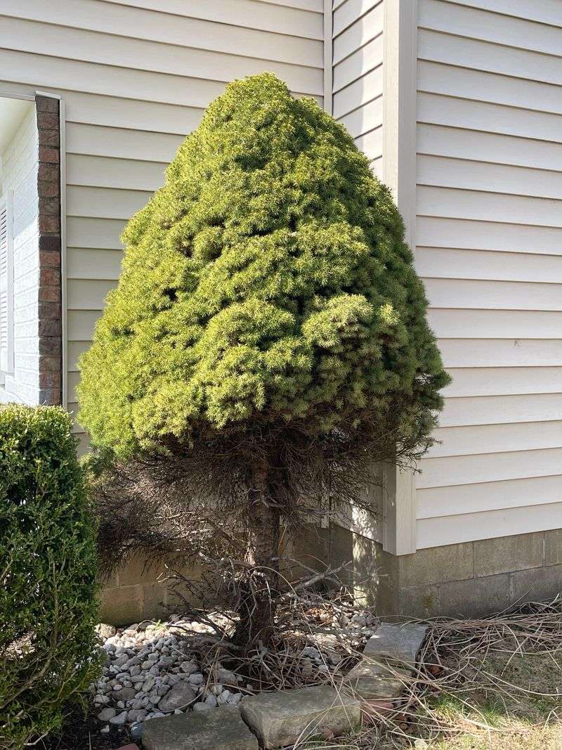 Dwarf Alberta Spruce