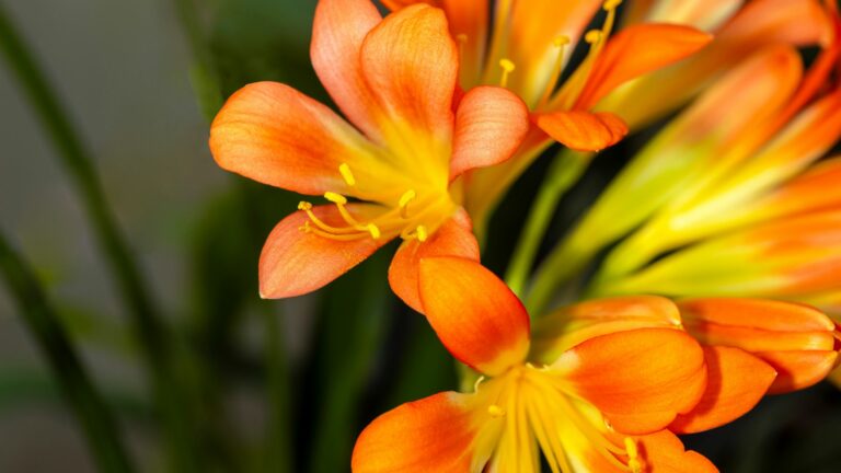 clivia as a houseplant