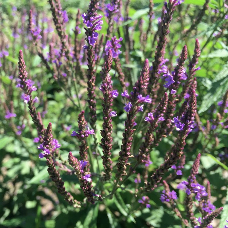 Bonus: How To Grow Blue Vervain