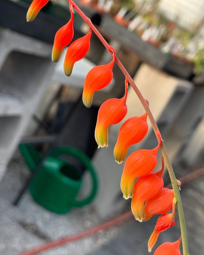 Gasteria species