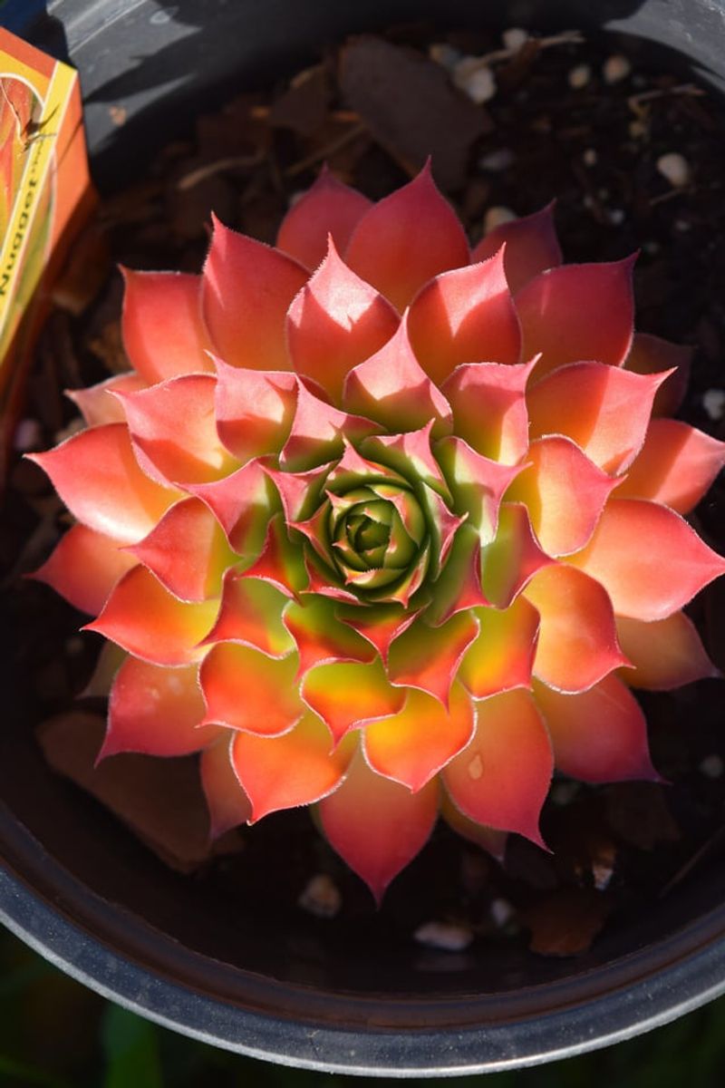 Sempervivum (Hens and Chicks)