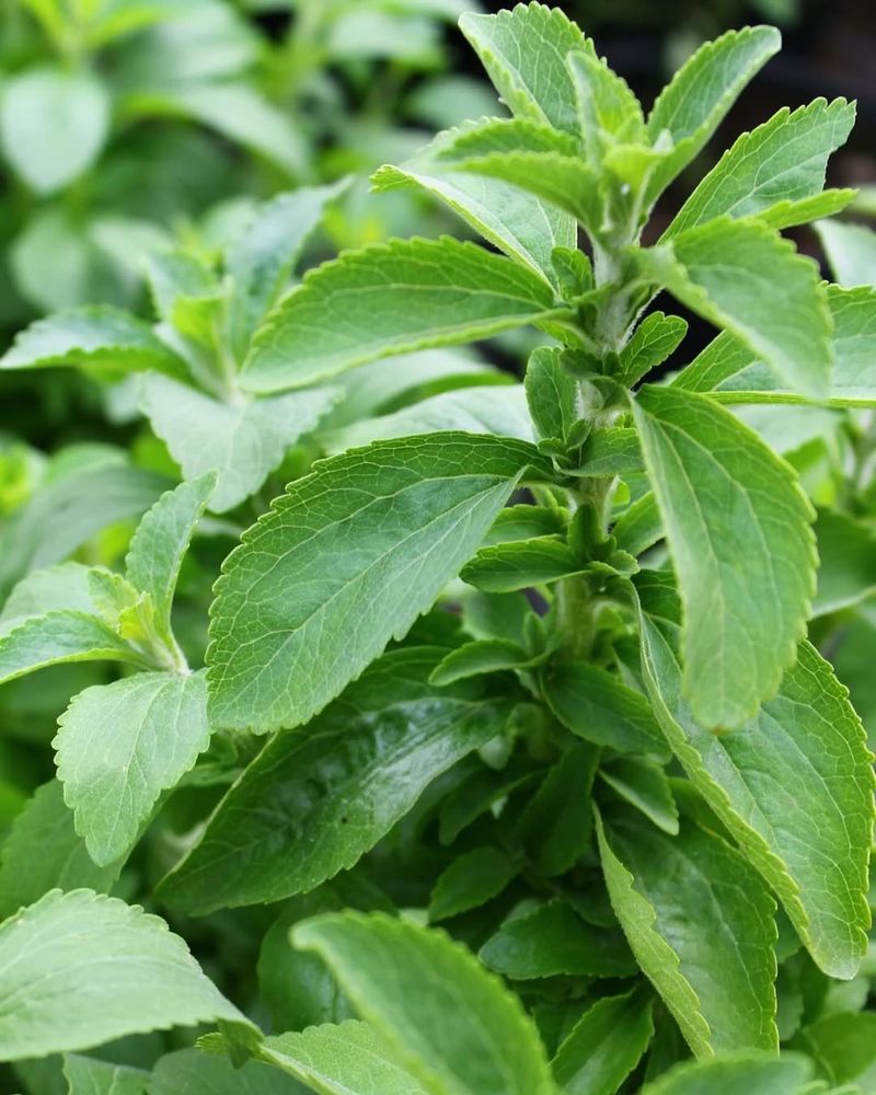 Stevia