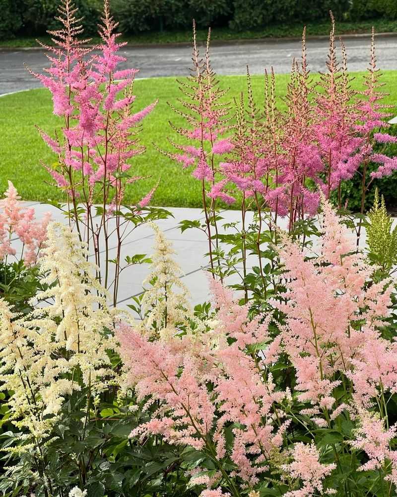 Astilbe