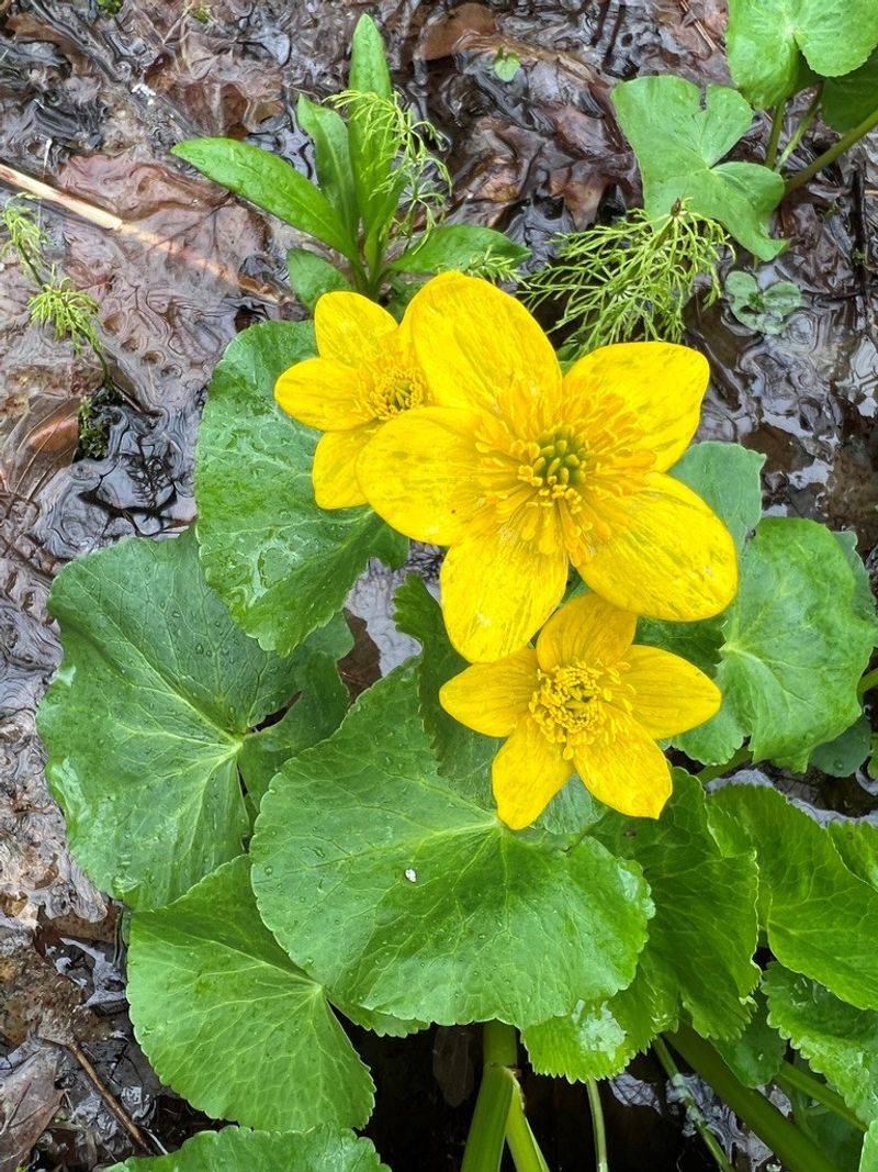 Marsh Marigold