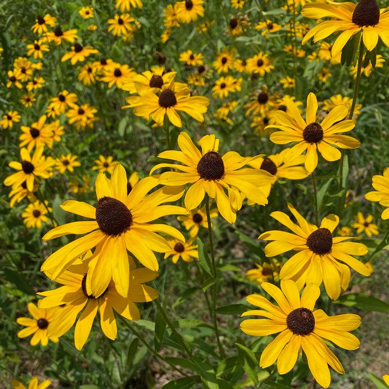 Black-eyed Susan