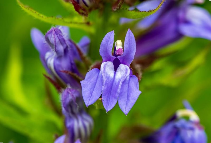 Lobelia