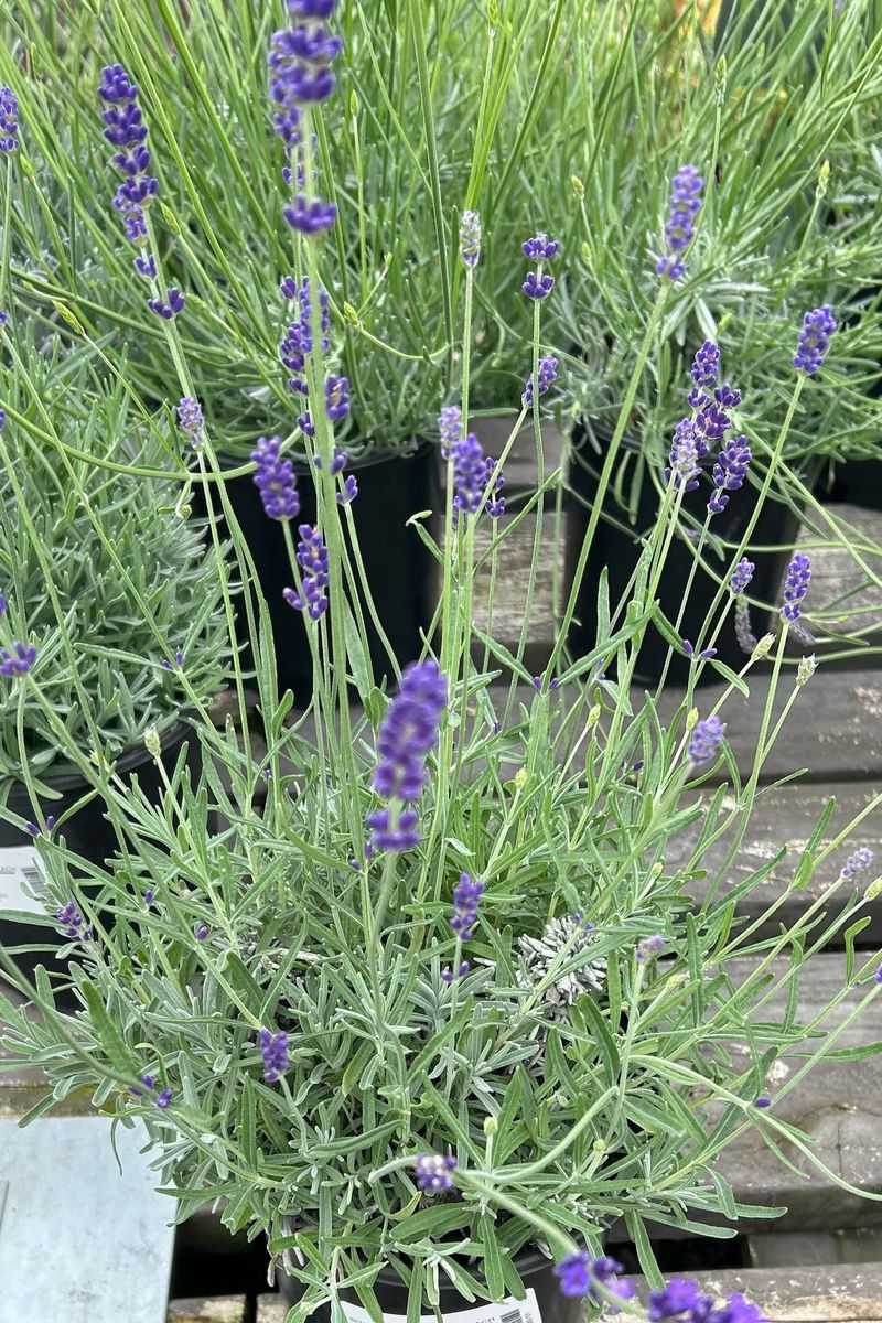 Giant Lavender