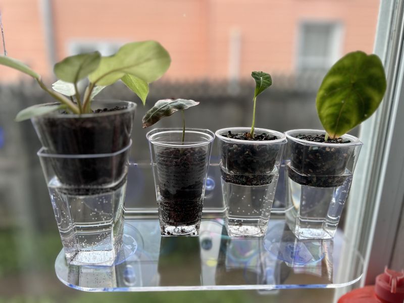 Self-Watering Planters