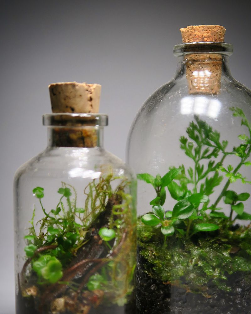 Aquatic Terrariums