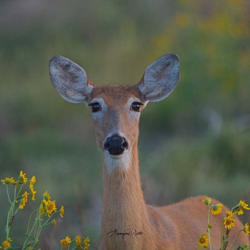 Deer Resistance