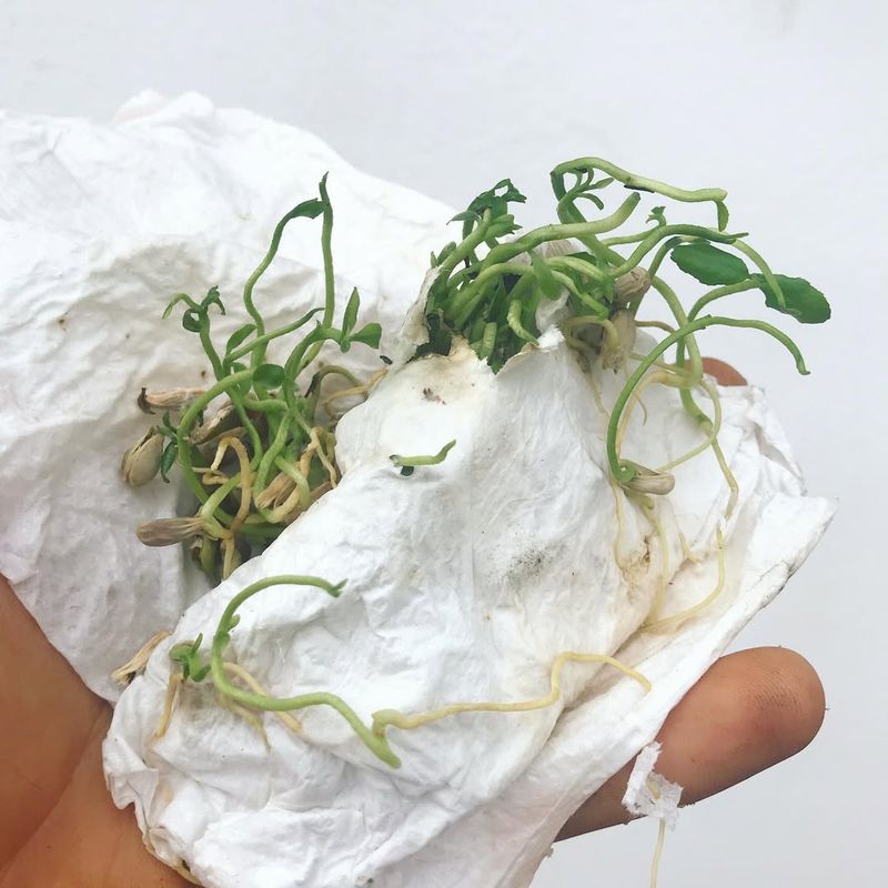 Paper Towel Sprouts