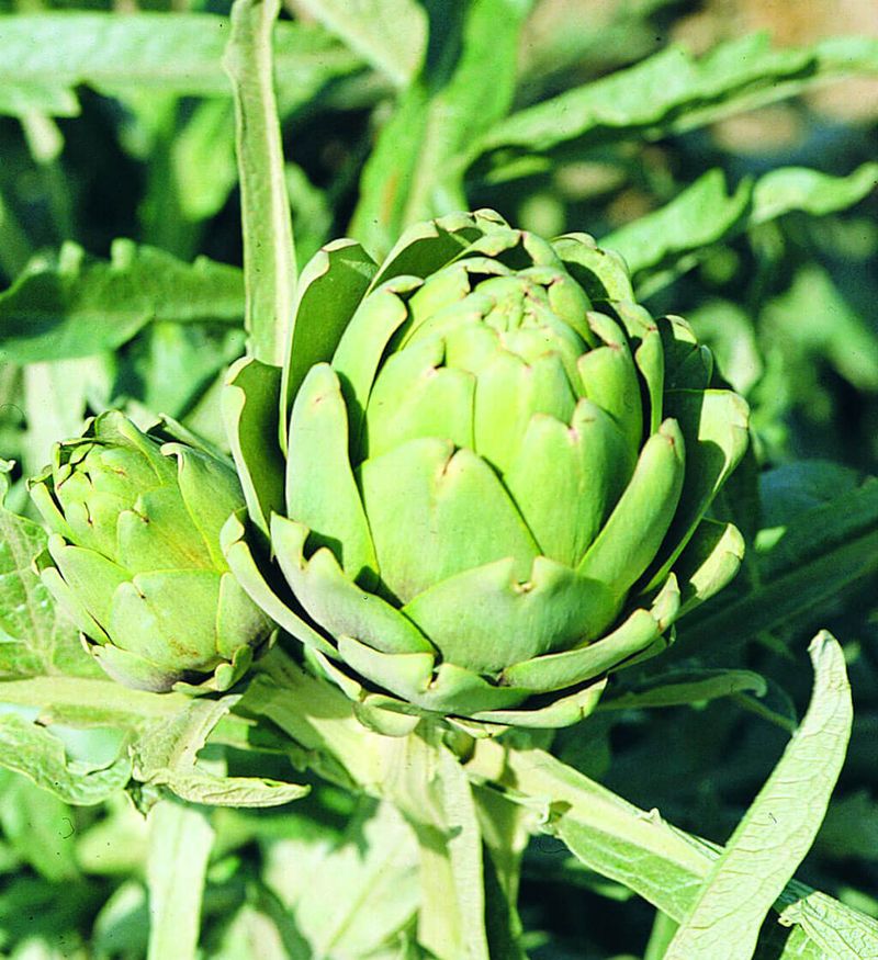 Artichokes