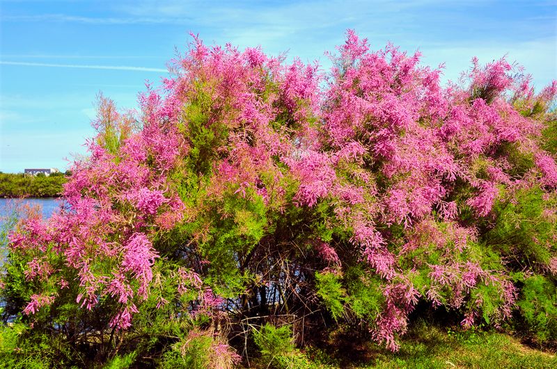 Tamarisk