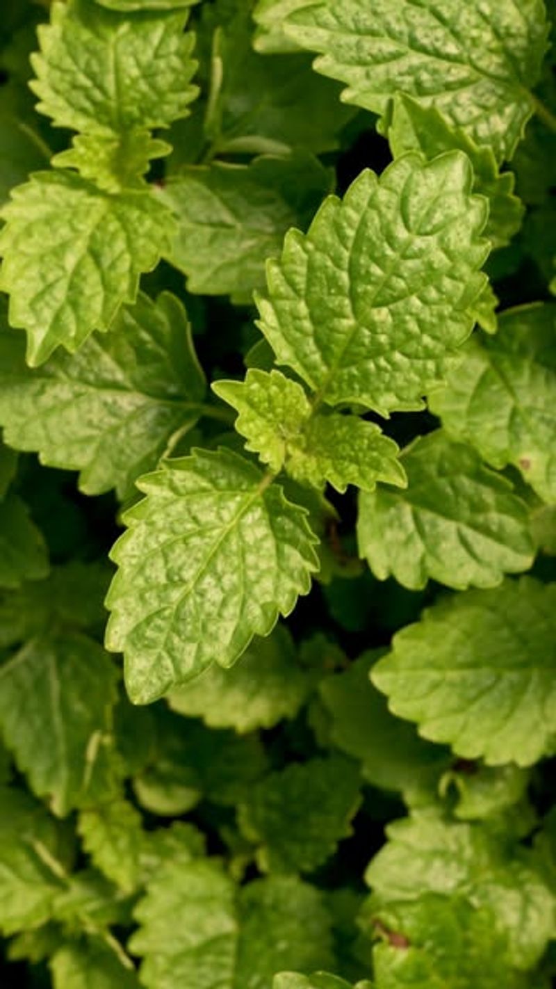 Lemon Balm