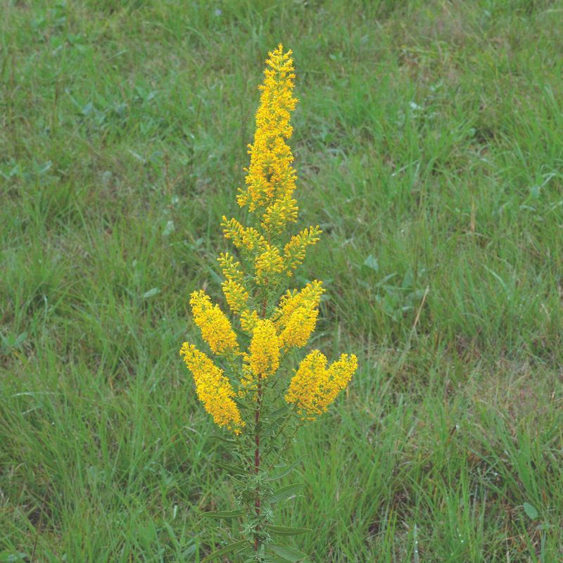 Goldenrod