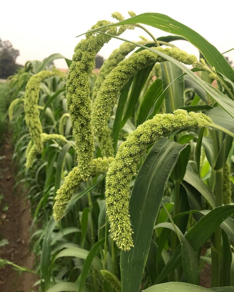 Broomcorn Millet