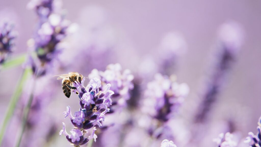 Lavender