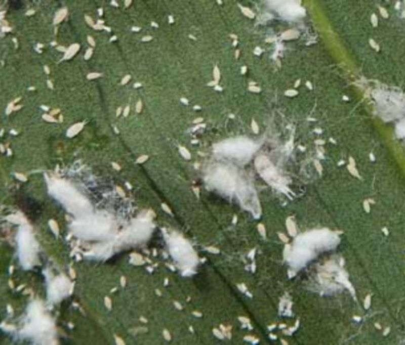 Preventing And Treating Common Pests