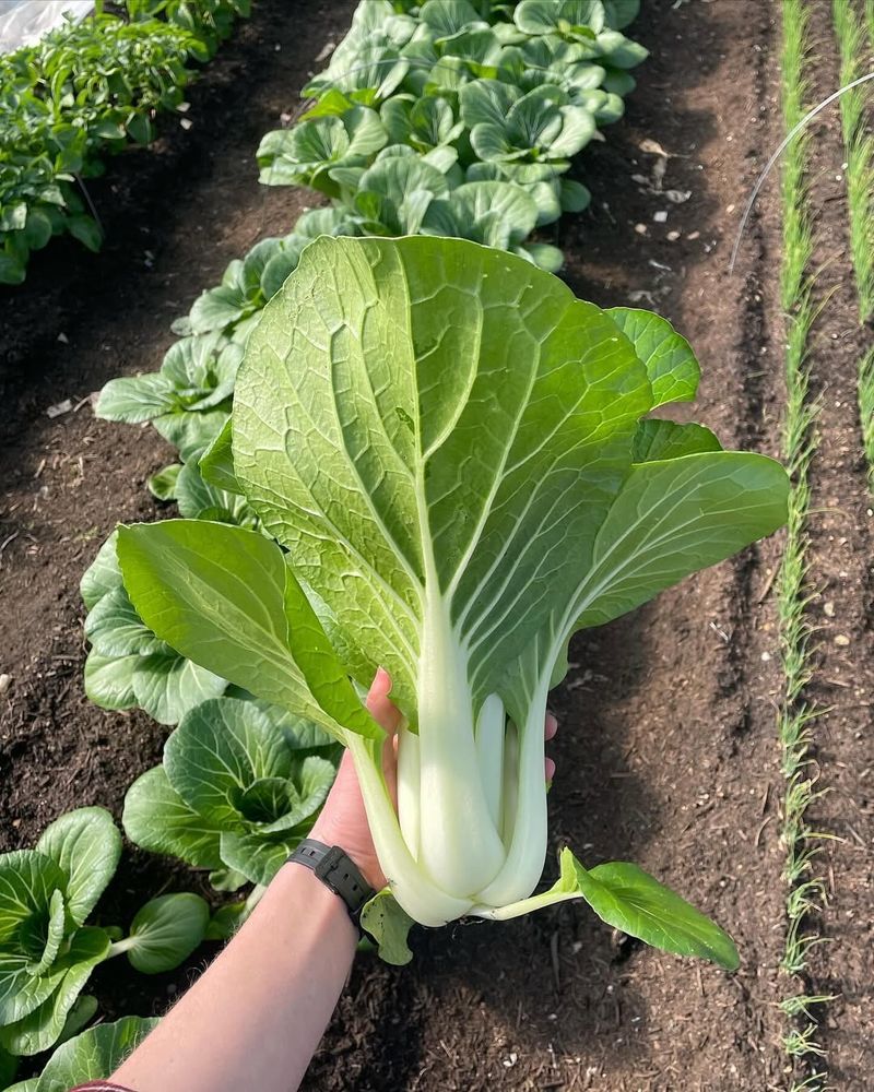 Pak Choi